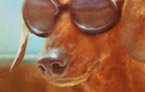 Yogi | Pet Portrait Commission