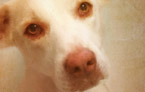Gracie | Pet Portrait Commission